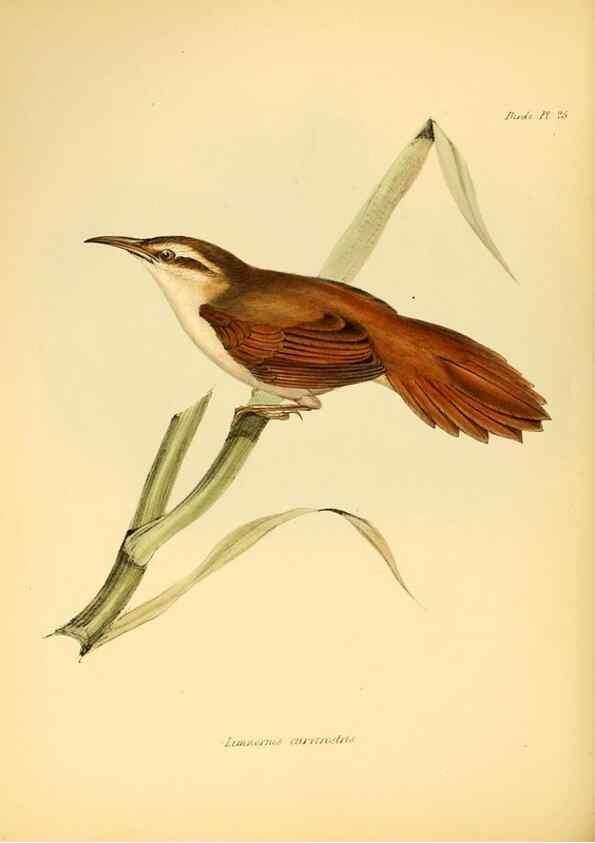 Reproducción/Reproduction 8429522827: The zoology of the voyage of H.M.S. Beagle .... London,Smith, Elder & Co.,1838-