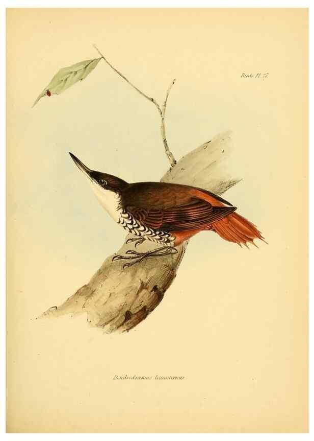 Reproducción/Reproduction 8429523199: The zoology of the voyage of H.M.S. Beagle .... London,Smith, Elder & Co.,1838-