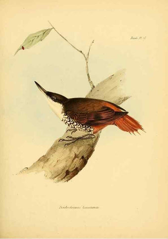 Reproducción/Reproduction 8429523199: The zoology of the voyage of H.M.S. Beagle .... London,Smith, Elder & Co.,1838-