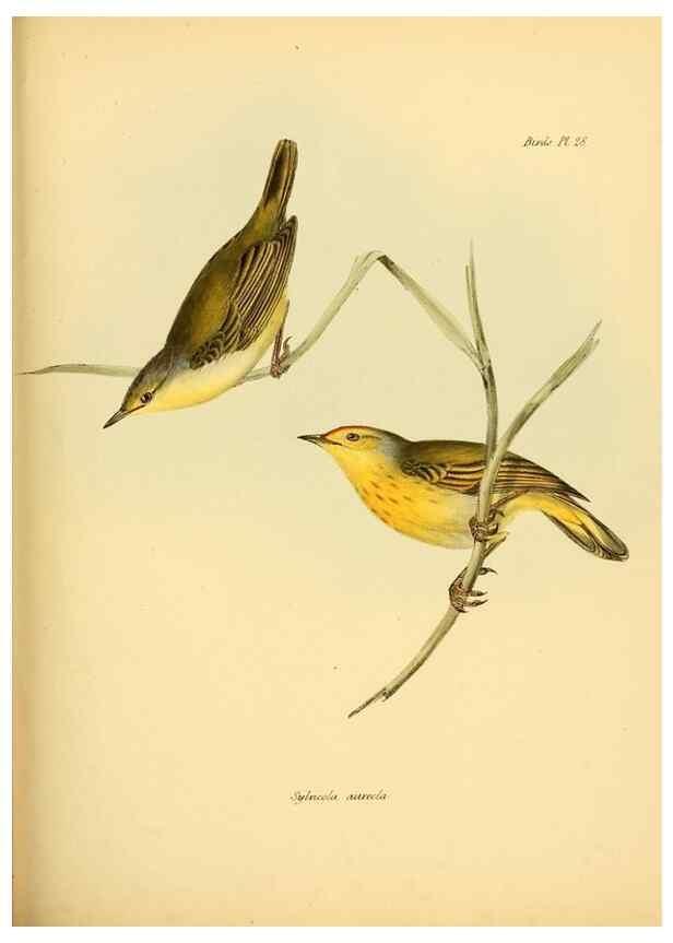Reproducción/Reproduction 8430610402: The zoology of the voyage of H.M.S. Beagle .... London,Smith, Elder & Co.,1838-