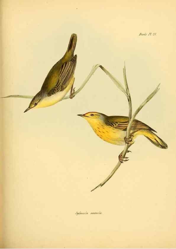 Reproducción/Reproduction 8430610402: The zoology of the voyage of H.M.S. Beagle .... London,Smith, Elder & Co.,1838-