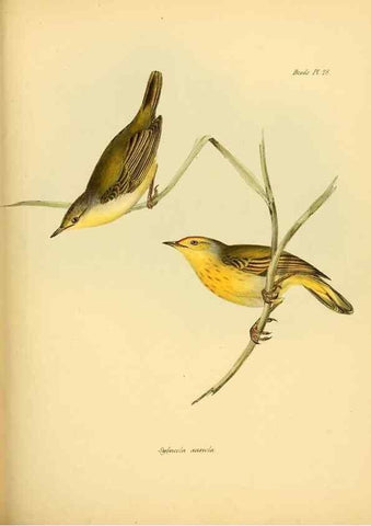Reproducción/Reproduction 8430610402: The zoology of the voyage of H.M.S. Beagle .... London,Smith, Elder & Co.,1838-