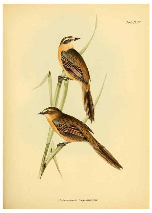 Reproducción/Reproduction 8430610918: The zoology of the voyage of H.M.S. Beagle .... London,Smith, Elder & Co.,1838-