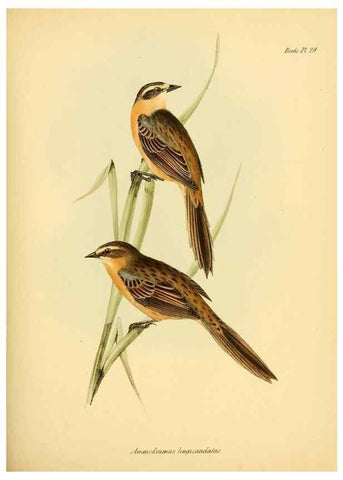 Reproducción/Reproduction 8430610918: The zoology of the voyage of H.M.S. Beagle .... London,Smith, Elder & Co.,1838-