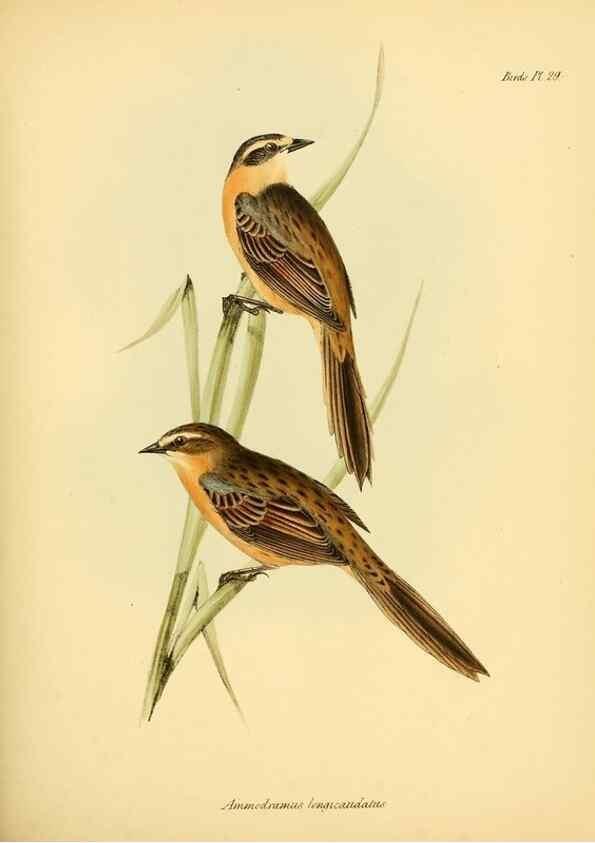 Reproducción/Reproduction 8430610918: The zoology of the voyage of H.M.S. Beagle .... London,Smith, Elder & Co.,1838-
