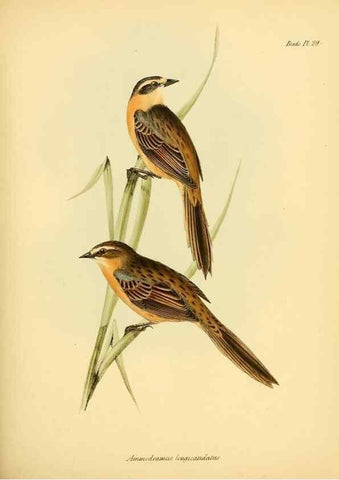 Reproducción/Reproduction 8430610918: The zoology of the voyage of H.M.S. Beagle .... London,Smith, Elder & Co.,1838-