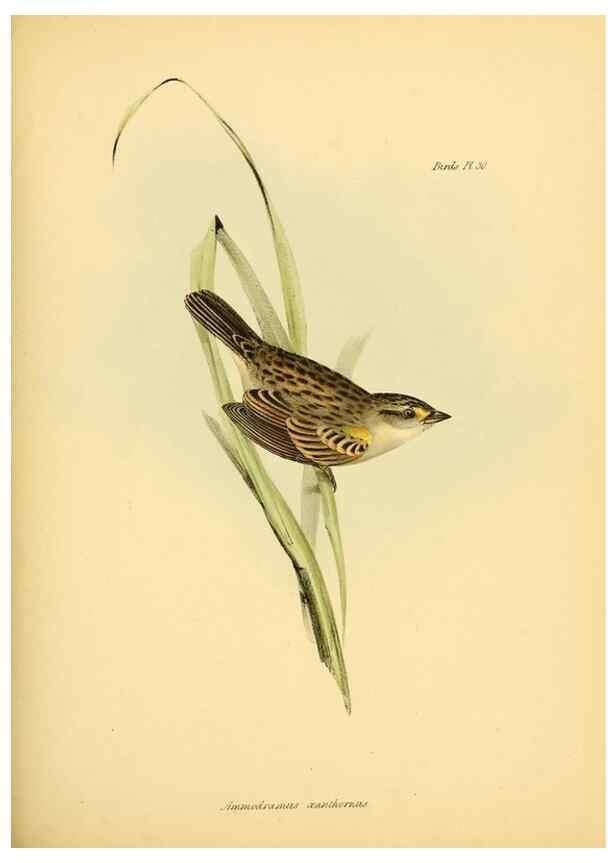 Reproducción/Reproduction 8429524465: The zoology of the voyage of H.M.S. Beagle .... London,Smith, Elder & Co.,1838-