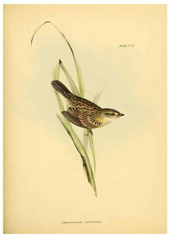 Reproducción/Reproduction 8429524465: The zoology of the voyage of H.M.S. Beagle .... London,Smith, Elder & Co.,1838-