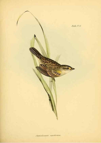 Reproducción/Reproduction 8429524465: The zoology of the voyage of H.M.S. Beagle .... London,Smith, Elder & Co.,1838-