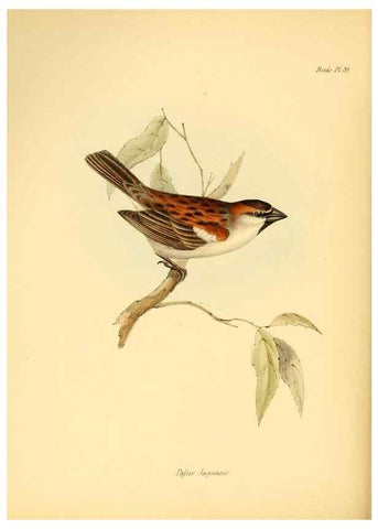 Reproducción/Reproduction 8429525253: The zoology of the voyage of H.M.S. Beagle .... London,Smith, Elder & Co.,1838-
