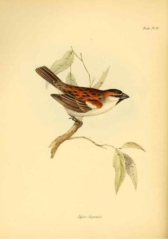 Reproducción/Reproduction 8429525253: The zoology of the voyage of H.M.S. Beagle .... London,Smith, Elder & Co.,1838-