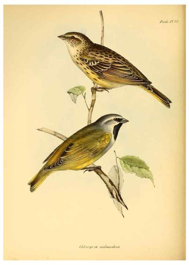 Reproducción/Reproduction 8429525873: The zoology of the voyage of H.M.S. Beagle .... London,Smith, Elder & Co.,1838-