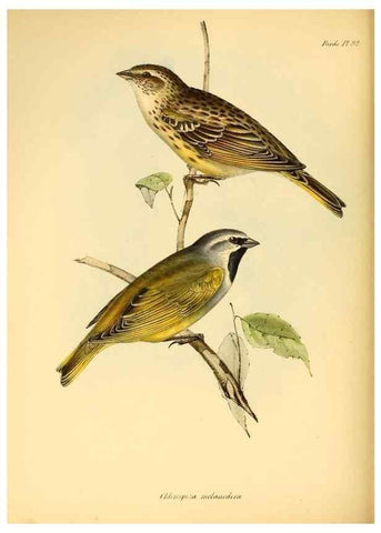 Reproducción/Reproduction 8429525873: The zoology of the voyage of H.M.S. Beagle .... London,Smith, Elder & Co.,1838-