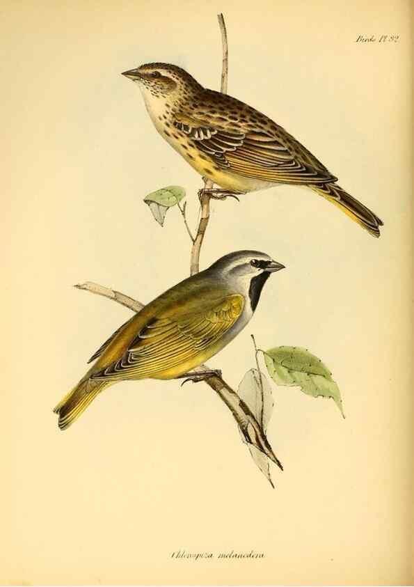 Reproducción/Reproduction 8429525873: The zoology of the voyage of H.M.S. Beagle .... London,Smith, Elder & Co.,1838-