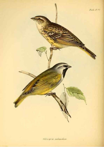 Reproducción/Reproduction 8429525873: The zoology of the voyage of H.M.S. Beagle .... London,Smith, Elder & Co.,1838-