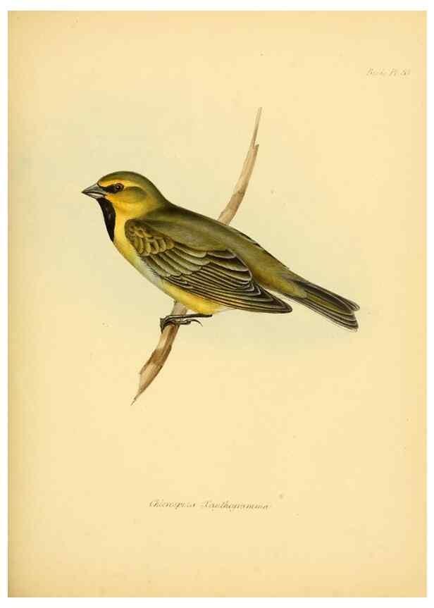 Reproducción/Reproduction 8429526227: The zoology of the voyage of H.M.S. Beagle .... London,Smith, Elder & Co.,1838-