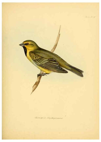 Reproducción/Reproduction 8429526227: The zoology of the voyage of H.M.S. Beagle .... London,Smith, Elder & Co.,1838-