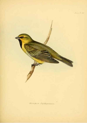 Reproducción/Reproduction 8429526227: The zoology of the voyage of H.M.S. Beagle .... London,Smith, Elder & Co.,1838-