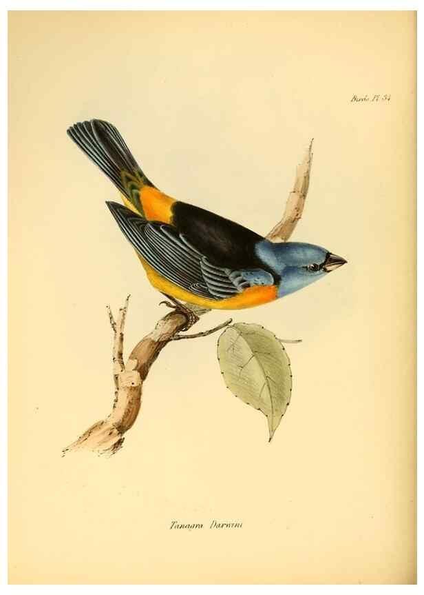 Reproducción/Reproduction 8430613502: The zoology of the voyage of H.M.S. Beagle .... London,Smith, Elder & Co.,1838-