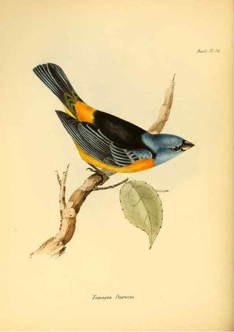 Reproducción/Reproduction 8430613502: The zoology of the voyage of H.M.S. Beagle .... London,Smith, Elder & Co.,1838-