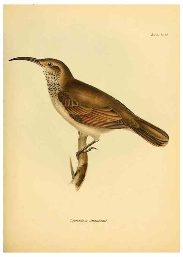Reproducción/Reproduction 8430590024: The zoology of the voyage of H.M.S. Beagle .... London,Smith, Elder & Co.,1838-