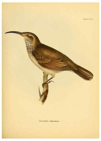Reproducción/Reproduction 8430590024: The zoology of the voyage of H.M.S. Beagle .... London,Smith, Elder & Co.,1838-