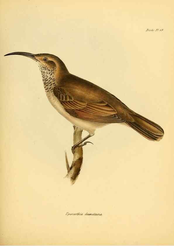 Reproducción/Reproduction 8430590024: The zoology of the voyage of H.M.S. Beagle .... London,Smith, Elder & Co.,1838-