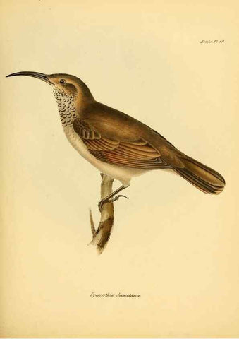 Reproducción/Reproduction 8430590024: The zoology of the voyage of H.M.S. Beagle .... London,Smith, Elder & Co.,1838-
