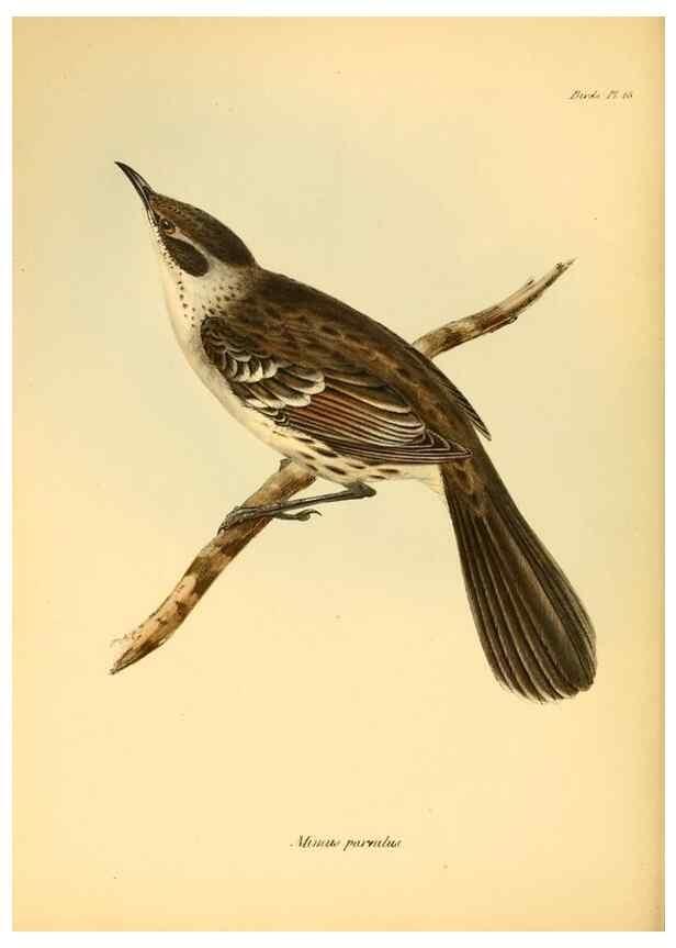 Reproducción/Reproduction 8430589760: The zoology of the voyage of H.M.S. Beagle .... London,Smith, Elder & Co.,1838-