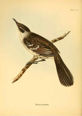 Reproducción/Reproduction 8430589760: The zoology of the voyage of H.M.S. Beagle .... London,Smith, Elder & Co.,1838-