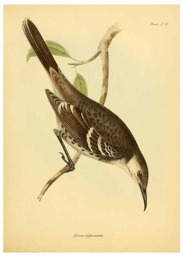 Reproducción/Reproduction 8430588988: The zoology of the voyage of H.M.S. Beagle .... London,Smith, Elder & Co.,1838-