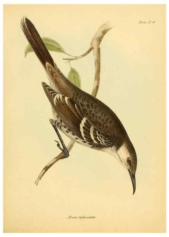Reproducción/Reproduction 8430588988: The zoology of the voyage of H.M.S. Beagle .... London,Smith, Elder & Co.,1838-