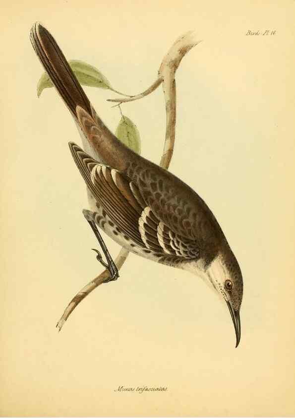 Reproducción/Reproduction 8430588988: The zoology of the voyage of H.M.S. Beagle .... London,Smith, Elder & Co.,1838-