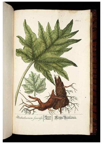 Reproducción/Reproduction 8430082984: Herbarium Blackwellianum emendatum et auctum, id est, Elisabethae Blackwell collectio stirpium. Norimbergae : Typis Io. Iosephi Fleischmanni, 1750-1773.