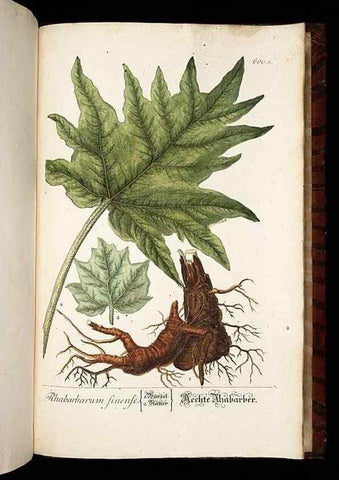 Reproducción/Reproduction 8430082984: Herbarium Blackwellianum emendatum et auctum, id est, Elisabethae Blackwell collectio stirpium. Norimbergae : Typis Io. Iosephi Fleischmanni, 1750-1773.