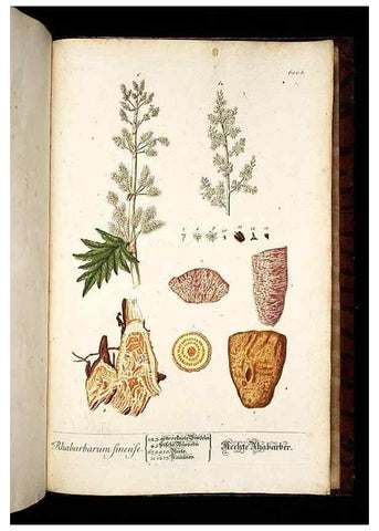 Reproducción/Reproduction 8428995557: Herbarium Blackwellianum emendatum et auctum, id est, Elisabethae Blackwell collectio stirpium. Norimbergae : Typis Io. Iosephi Fleischmanni, 1750-1773.