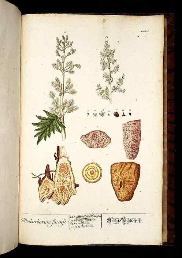 Reproducción/Reproduction 8428995557: Herbarium Blackwellianum emendatum et auctum, id est, Elisabethae Blackwell collectio stirpium. Norimbergae : Typis Io. Iosephi Fleischmanni, 1750-1773.