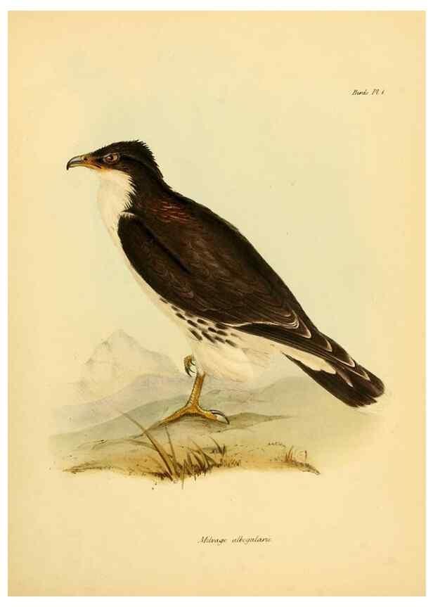 Reproducción/Reproduction 8430582634: The zoology of the voyage of H.M.S. Beagle .... London,Smith, Elder & Co.,1838-