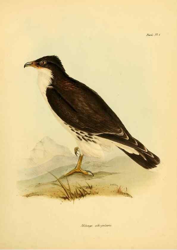 Reproducción/Reproduction 8430582634: The zoology of the voyage of H.M.S. Beagle .... London,Smith, Elder & Co.,1838-