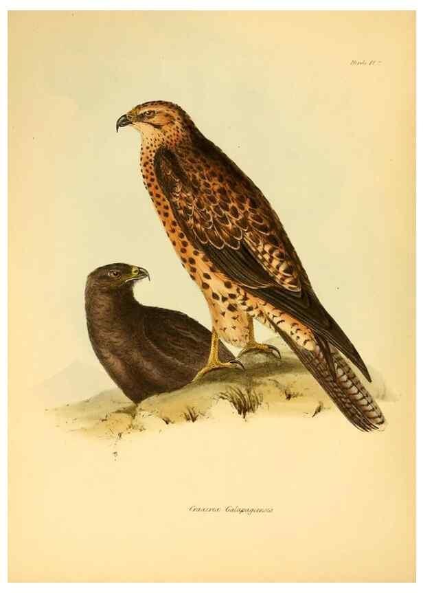 Reproducción/Reproduction 8430583402: The zoology of the voyage of H.M.S. Beagle .... London,Smith, Elder & Co.,1838-