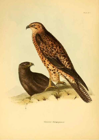 Reproducción/Reproduction 8430583402: The zoology of the voyage of H.M.S. Beagle .... London,Smith, Elder & Co.,1838-
