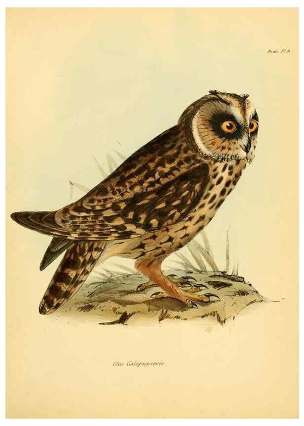 Reproducción/Reproduction 8430583906: The zoology of the voyage of H.M.S. Beagle .... London,Smith, Elder & Co.,1838-