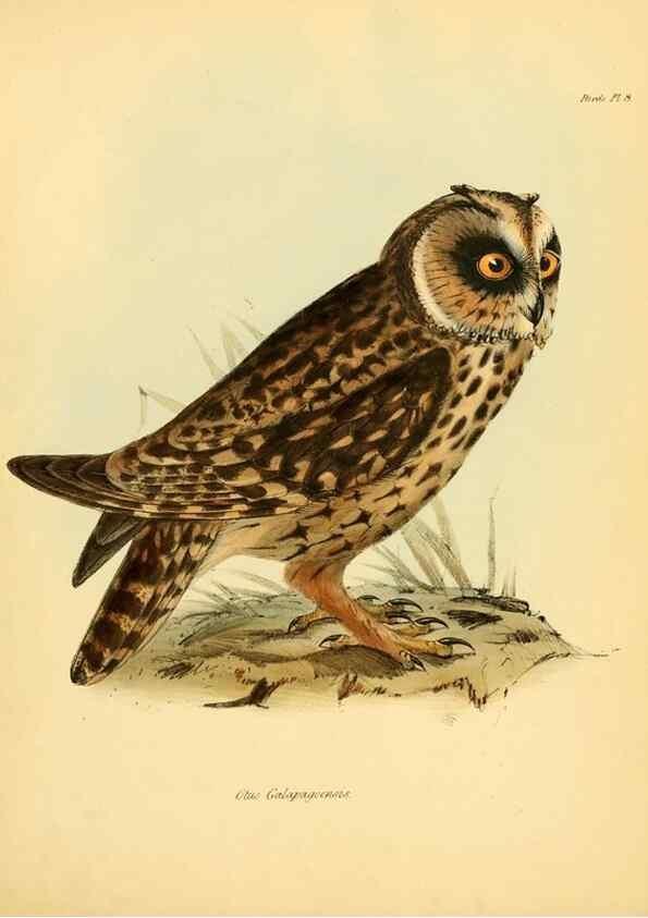 Reproducción/Reproduction 8430583906: The zoology of the voyage of H.M.S. Beagle .... London,Smith, Elder & Co.,1838-