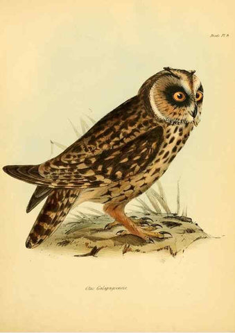 Reproducción/Reproduction 8430583906: The zoology of the voyage of H.M.S. Beagle .... London,Smith, Elder & Co.,1838-