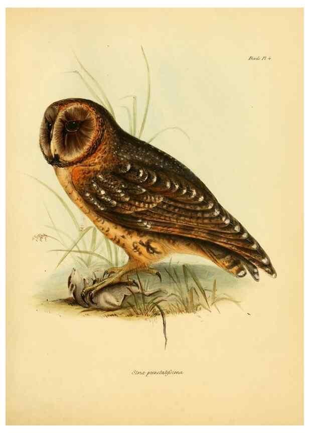 Reproducción/Reproduction 8429497687: The zoology of the voyage of H.M.S. Beagle .... London,Smith, Elder & Co.,1838-