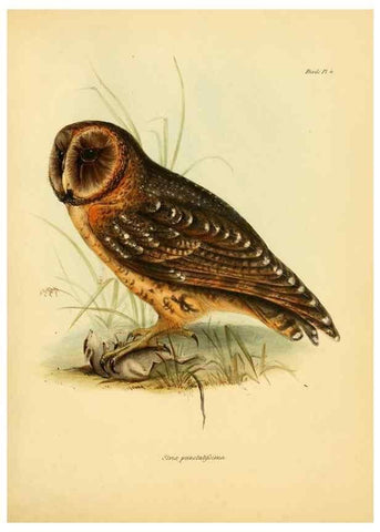 Reproducción/Reproduction 8429497687: The zoology of the voyage of H.M.S. Beagle .... London,Smith, Elder & Co.,1838-
