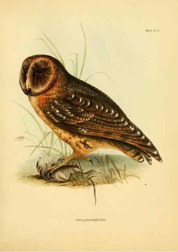 Reproducción/Reproduction 8429497687: The zoology of the voyage of H.M.S. Beagle .... London,Smith, Elder & Co.,1838-