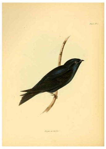 Reproducción/Reproduction 8429497977: The zoology of the voyage of H.M.S. Beagle .... London,Smith, Elder & Co.,1838-