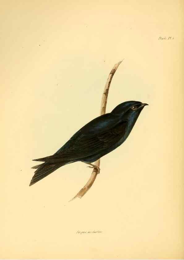 Reproducción/Reproduction 8429497977: The zoology of the voyage of H.M.S. Beagle .... London,Smith, Elder & Co.,1838-