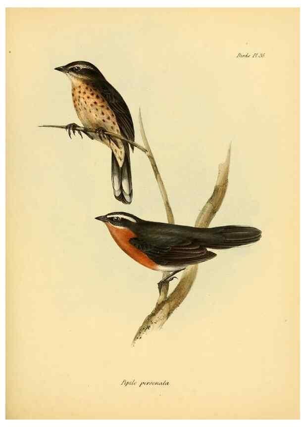 Reproducción/Reproduction 8429527255: The zoology of the voyage of H.M.S. Beagle .... London,Smith, Elder & Co.,1838-